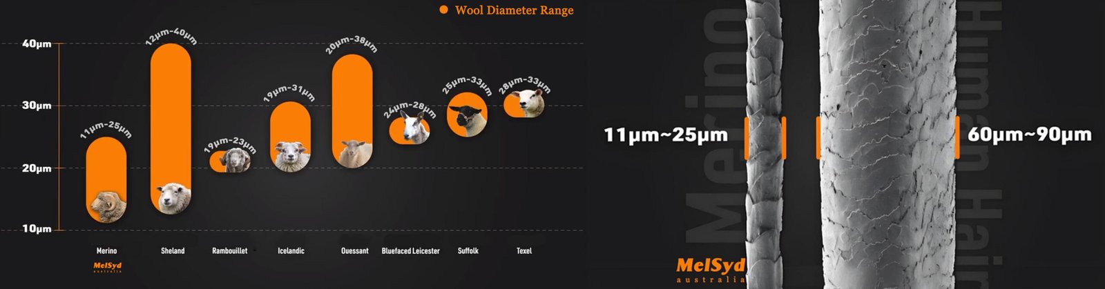 Merino wool fiber diameter vs human hair comparison